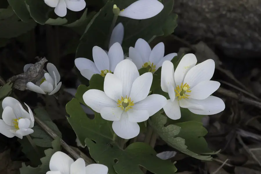 Bloodroot Sanguinaria Canadensis Flowers